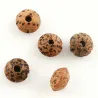 Mărgele semințe budiste
